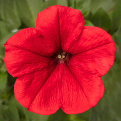 Petunia FotoFinish Red PLT