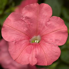 Petunia FotoFinish Salmon