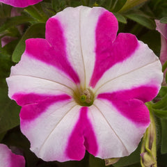 Petunia FotoFinish Rose Star PLT
