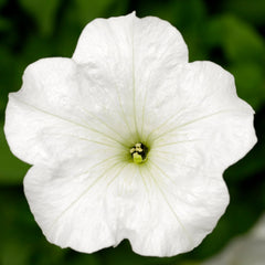 Petunia FotoFinish White PLT