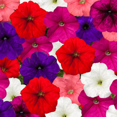 Petunia FotoFinish Mix