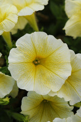 Petunia Easy Wave Yellow PLT