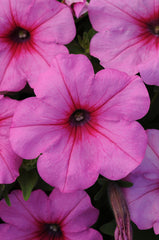 Petunia Easy Wave Pink Passion PLT