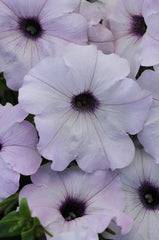 Petunia Easy Wave Silver PLT