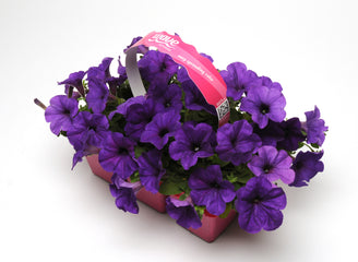 Petunia Easy Wave Blue PLT