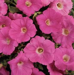 Petunia Easy Wave Pink PLT
