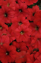 Petunia Easy Wave Red PLT