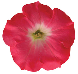 Petunia Easy Wave Rosy Dawn PLT