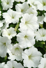 Petunia Easy Wave White PLT