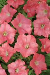 Petunia Easy Wave Coral Reef  PLT