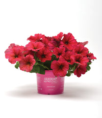 Petunia Easy Wave Berry Velour PLT