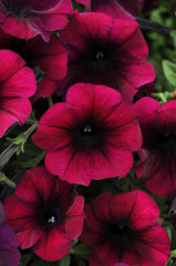 Petunia Easy Wave Burgundy Velour  PLT
