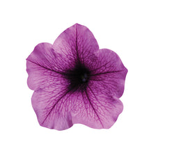 Petunia Easy Wave Plum Vein PLT