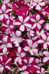 Petunia Easy Wave Burgundy Star PLT