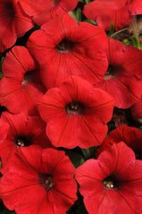 Petunia Shock Wave Red PLT