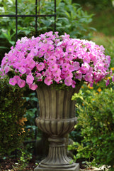 Petunia Shock Wave Pink Shades PLT.
