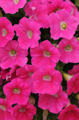 Petunia Shock Wave Rose Imp. PLT