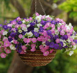 Petunia Shock Wave Spark Mix PLT