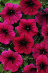 Petunia Shock Wave Deep Purple PLT