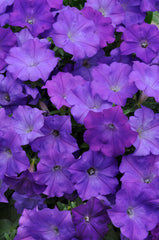 Petunia Shock Wave Denim PLT