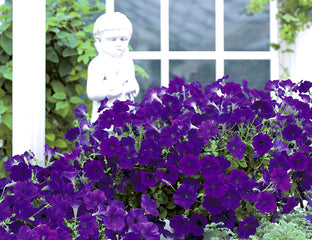 Petunia Opera Supreme Blue PLT