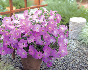 Petunia Opera Supreme Lavender PLT