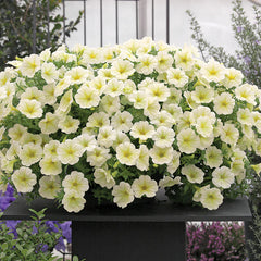 Petunia Opera Supreme Lemon PLT
