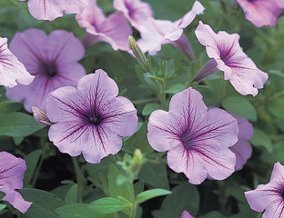 Petunia Opera Supreme Lilac Ice PLT