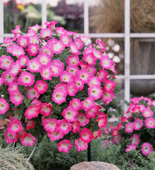 Petunia Opera Supreme Pink Morn PLT