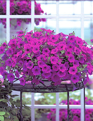 Petunia Opera Supreme Purple PLT