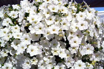 Petunia Opera Supreme White PLT