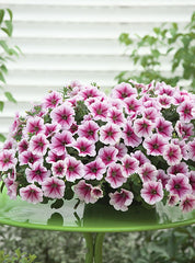 Petunia Opera Supreme Raspberry Ice PLT