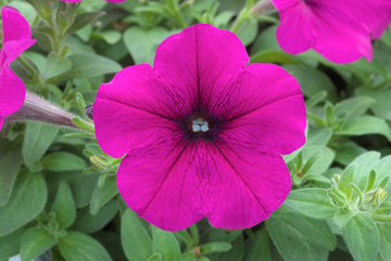 Petunia Trilogy Purple PLT