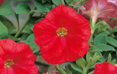 Petunia Trilogy Scarlet PLT