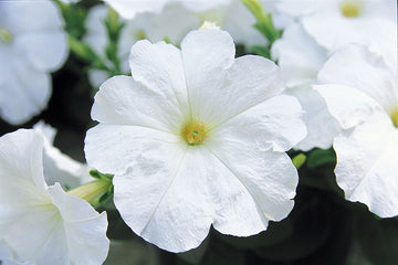 Petunia Trilogy White PLT