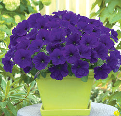 Petunia Trilogy Blue PLT
