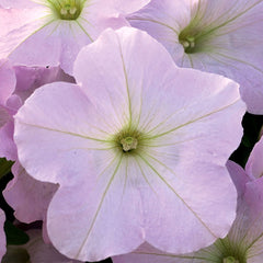 Petunia Trilogy Lavender Pink