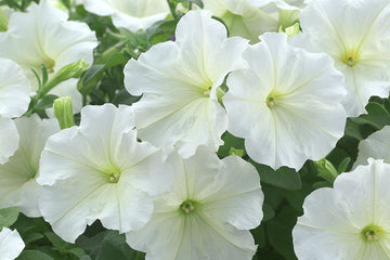 Petunia Trilogy Lime
