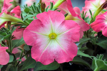 Petunia Trilogy Cherry Morn PLT