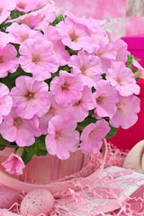 Petunia Trilogy Pink Lips   PLT