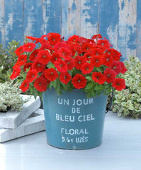 Petunia Trilogy Rose Gen 2 PLT