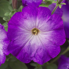 Petunia Merlin Blue Morn PLT