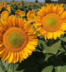 Sunflower ProCut Gold Lite DMR TRT