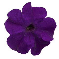 Petunia Success 360 Blue PLT