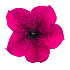 Petunia Success 360 Purple PLT