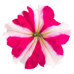 Petunia Success 360 Rose Star PLT