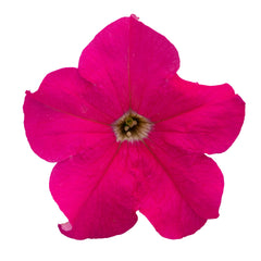 Petunia Success 360 Deep Pink PLT