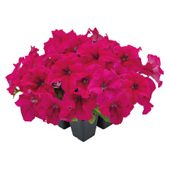 Petunia Success 360 Deep Rose PLT