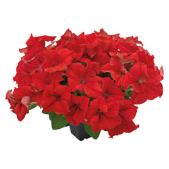 Petunia Success 360 Red PLT