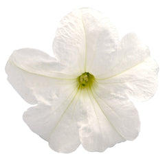 Petunia Success 360 White PLT